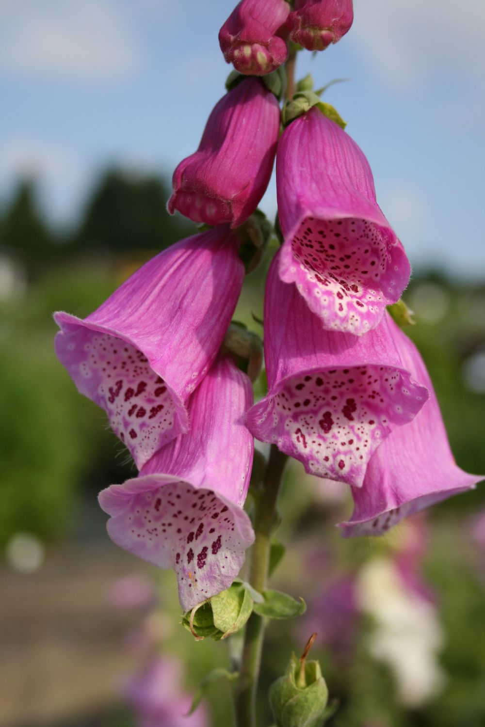 Digitalis purpurea 'Excelsior' (Garten-Fingerhut)