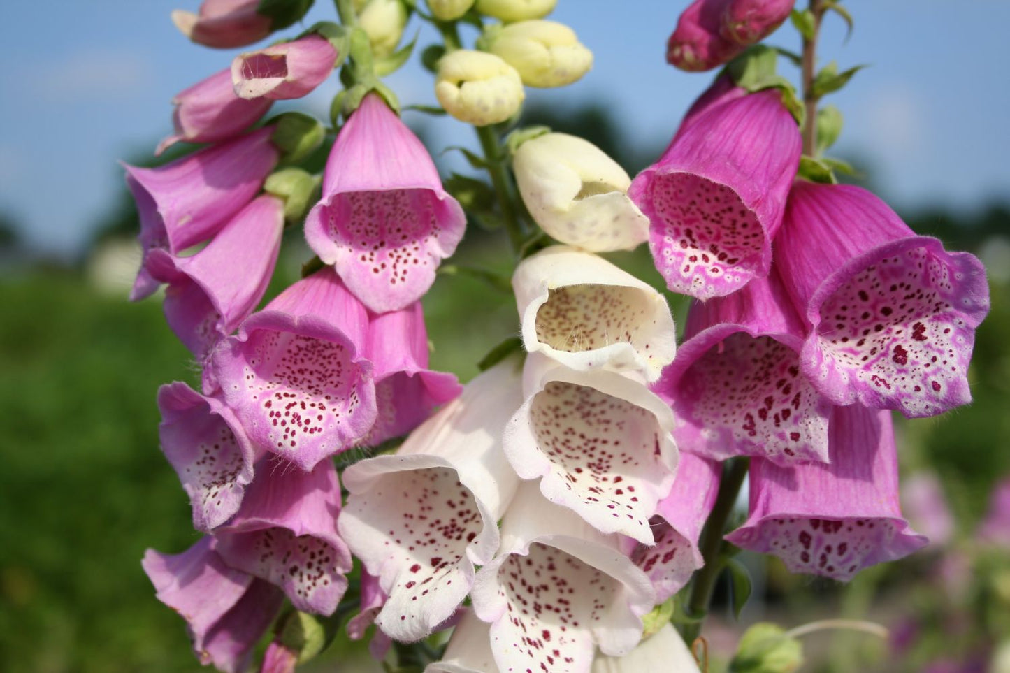 Digitalis purpurea 'Excelsior' (Garten-Fingerhut)