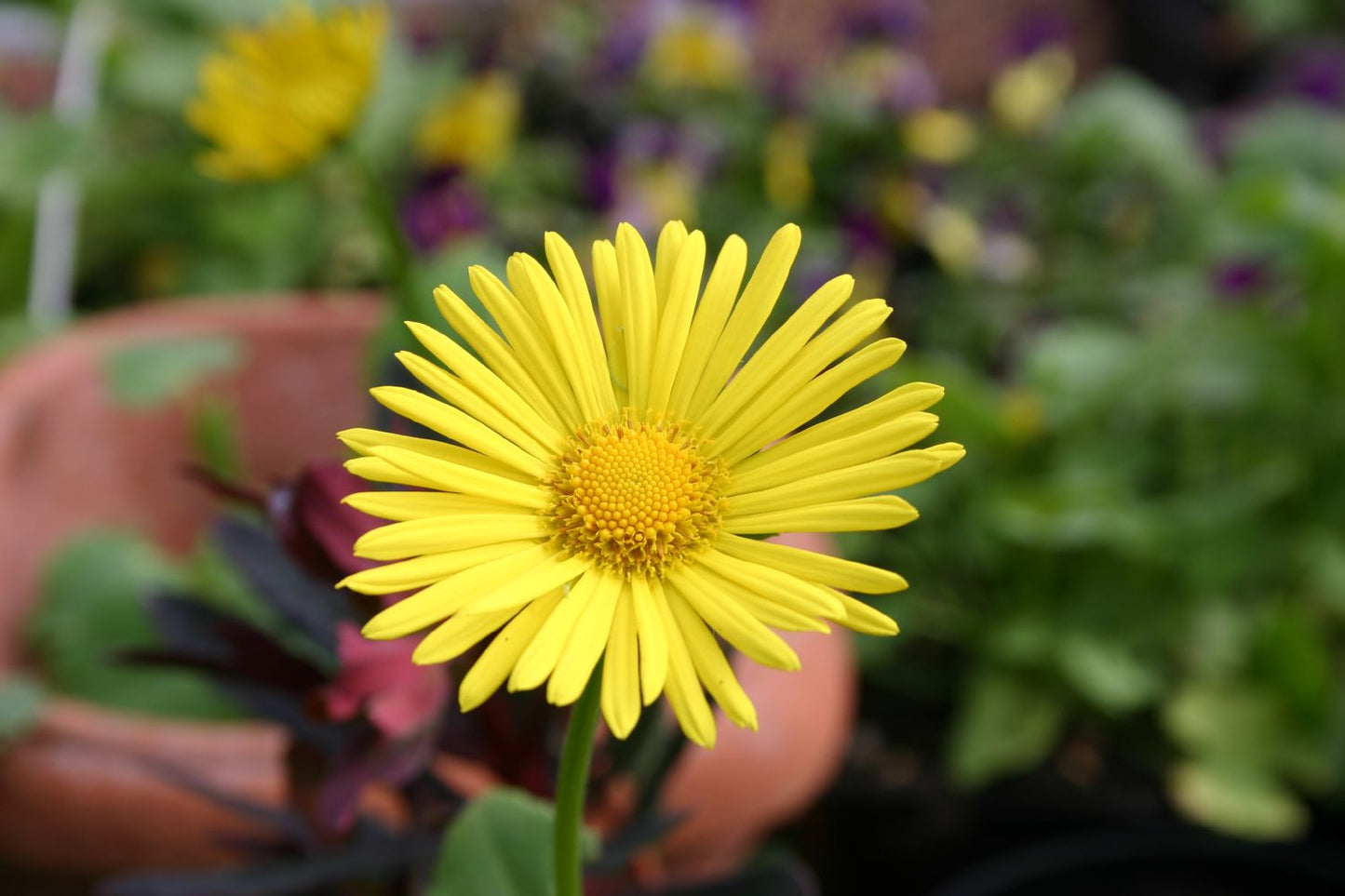 Doronicum orientale 'Magnificum' Garten-Gämswurz