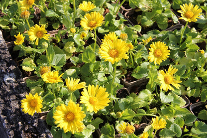 Doronicum orientale 'Magnificum' (Garten-Gämswurz)