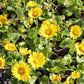 Doronicum orientale 'Magnificum' (Garten-Gämswurz)