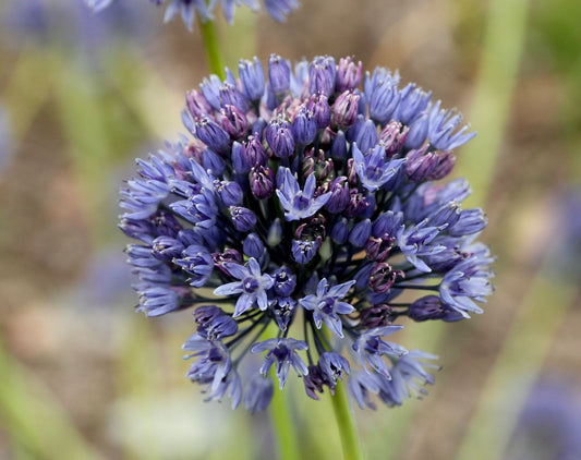 Allium caeruleum Blaublühender Lauch