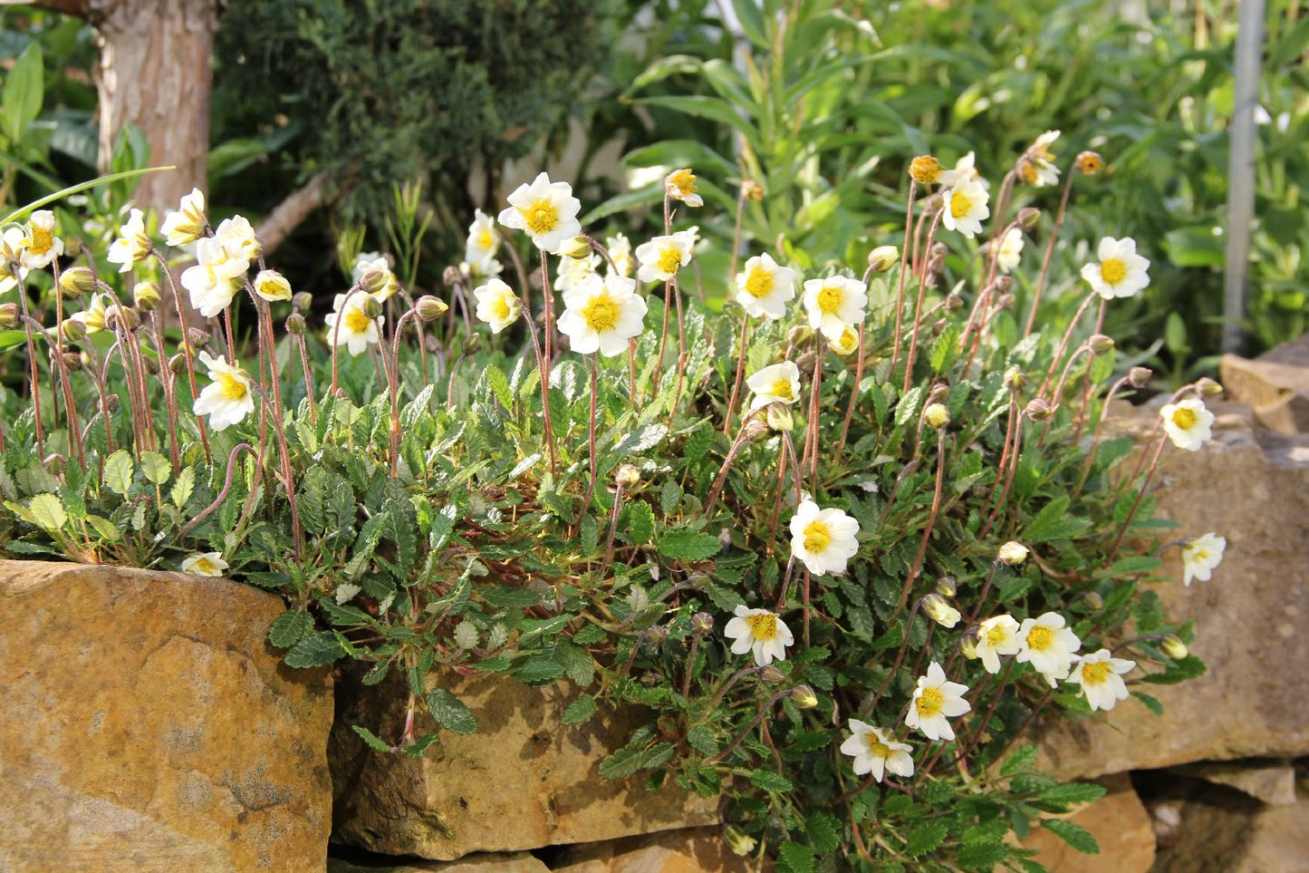 Dryas x suendermannii (Sündermanns Silberwurz)