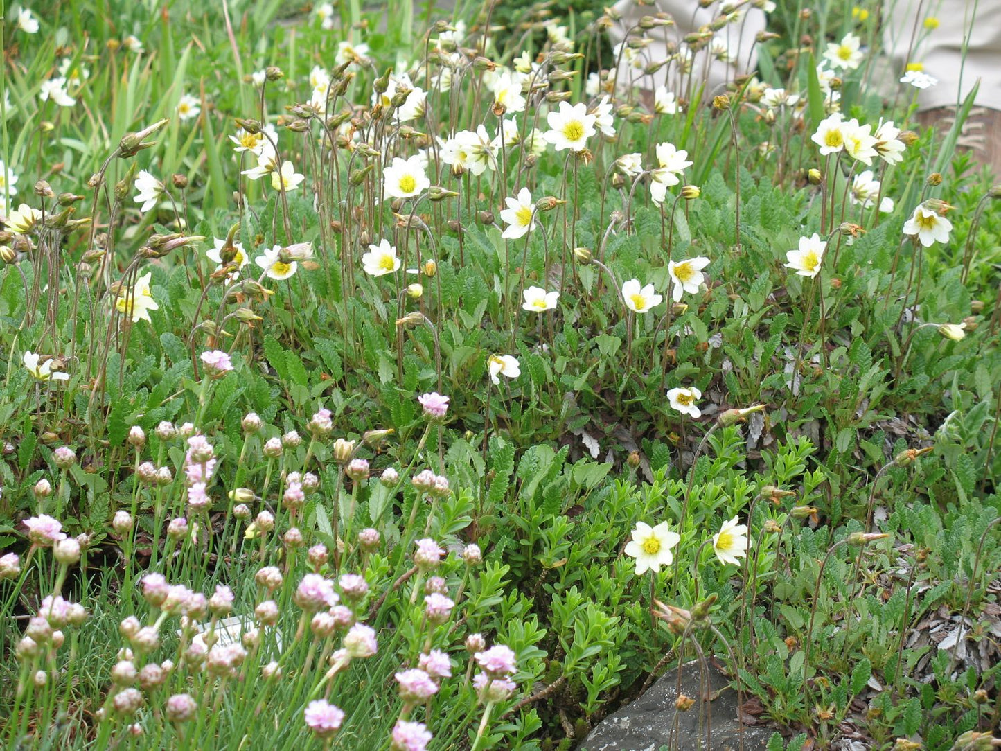 Dryas x suendermannii (Sündermanns Silberwurz)