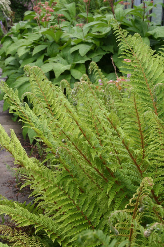 Dryopteris affinis Goldschuppenfarn