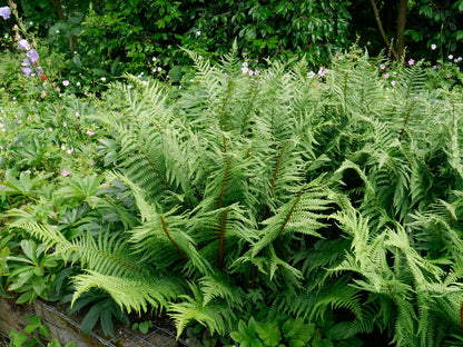 Dryopteris affinis (Goldschuppenfarn)