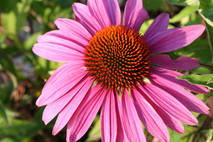 Echinacea purpurea 'Magnus' (Scheinsonnenhut)