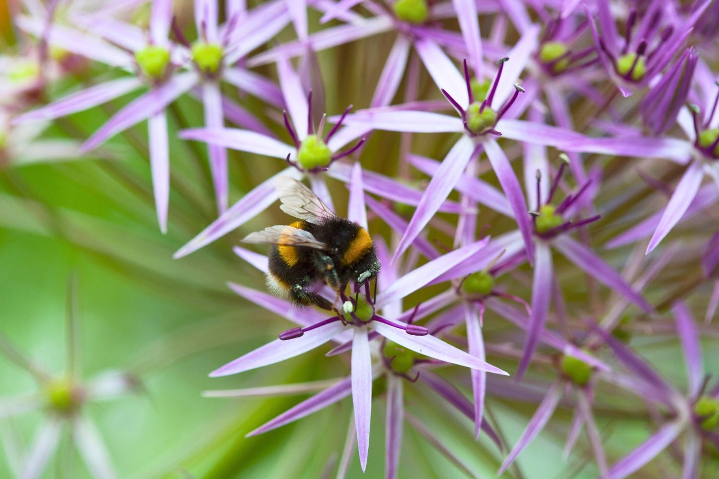 Allium christophii (Sternkugel-Lauch)