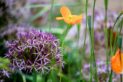 Allium christophii (Sternkugel-Lauch)