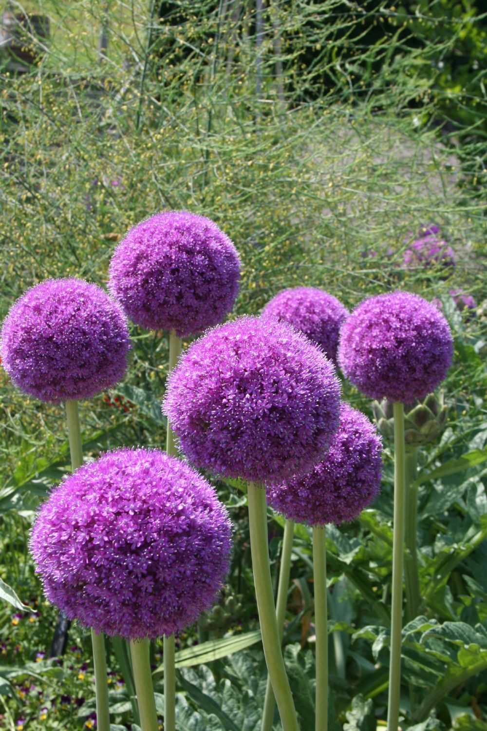 Allium giganteum Kugellauch | Riesenlauch