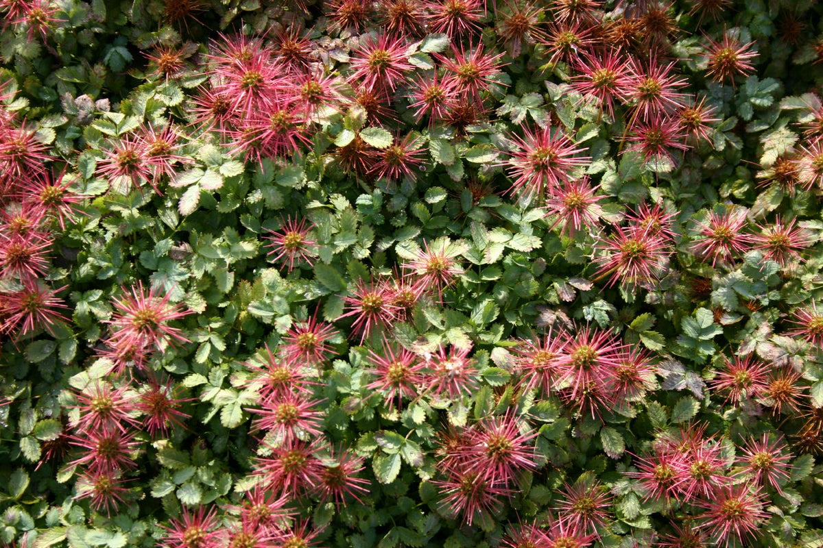 Acaena buchananii (Blaugrünes Stachelnüsschen) - P 0,5