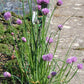 Allium schoenoprasum, Schnittlauch (Schnitt-Lauch)