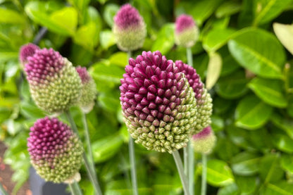 Allium sphaerocephalon (Kugellauch | Zierlauch)