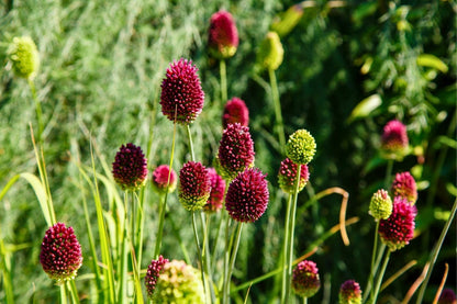 Allium sphaerocephalon (Kugellauch | Zierlauch)