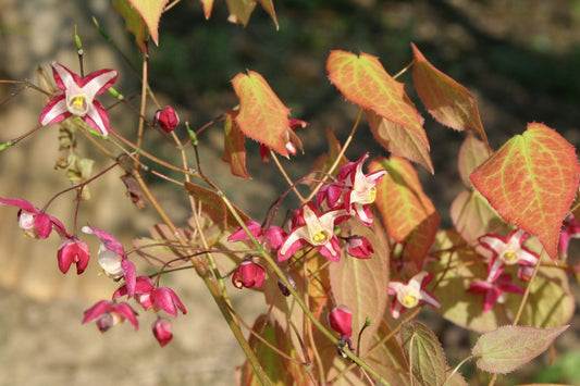 Epimedium x rubrum Garten-Elfenblume