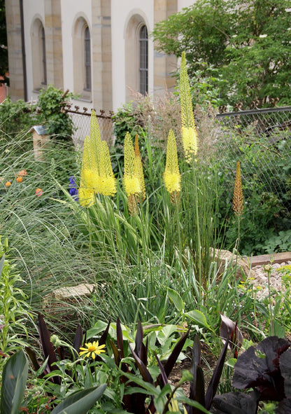 Eremurus stenophyllus ssp. stenophyllus (Schmalblättrige Steppenkerze)