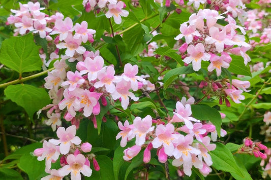 Kolkwitzia amabilis Perlmuttstrauch