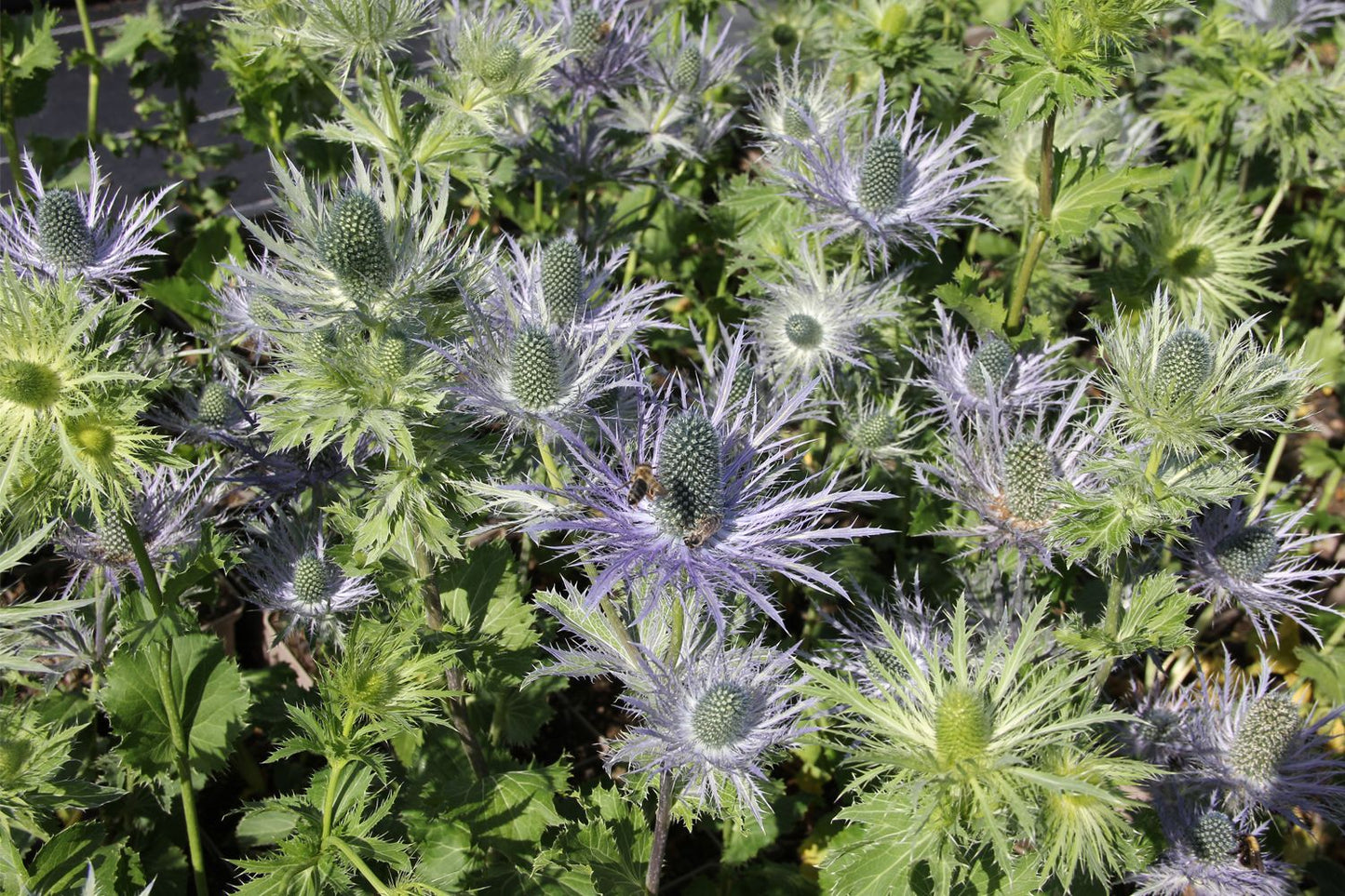 Eryngium alpinum 'Blue Star' (Mannstreu)