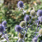 Eryngium planum 'Blauer Zwerg' Kleiner Garten-Mannstreu