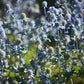 Eryngium planum 'Blauer Zwerg' (Kleiner Garten-Mannstreu)