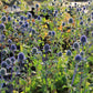 Eryngium planum 'Blauer Zwerg' (Kleiner Garten-Mannstreu)