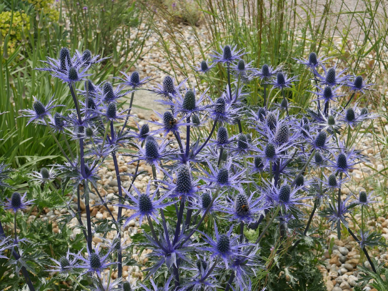 Eryngium x zabelii 'Big Blue' Zabels Garten-Mannstreu