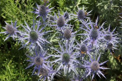 Eryngium x zabelii 'Big Blue' (Zabels Garten-Mannstreu)