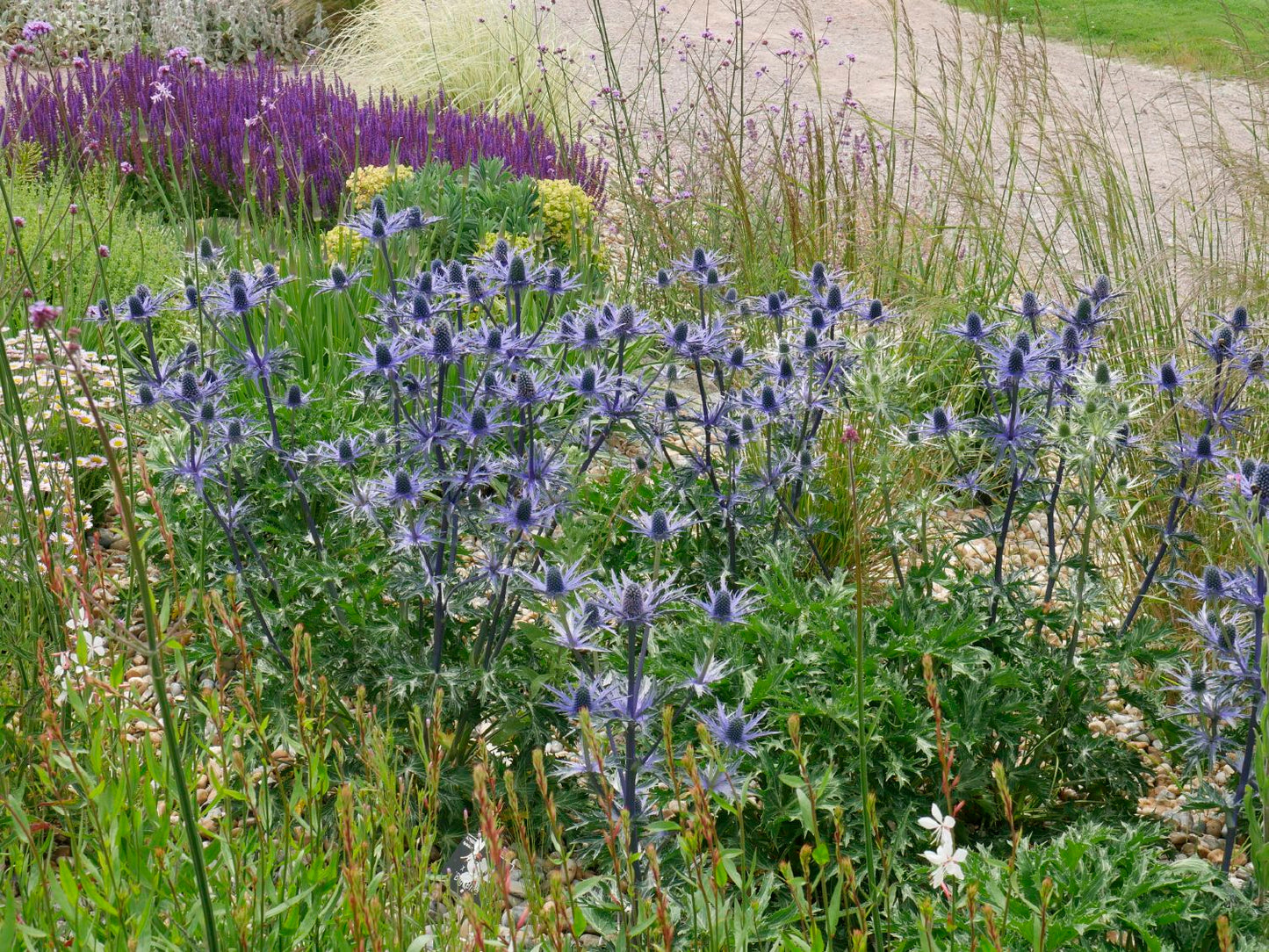 Eryngium x zabelii 'Big Blue' ® (Zabels Garten-Mannstreu)