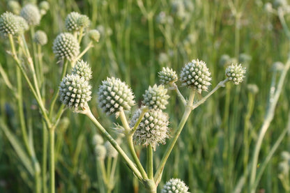 Eryngium yuccifolium Palmlilienblättriger Mannstreu
