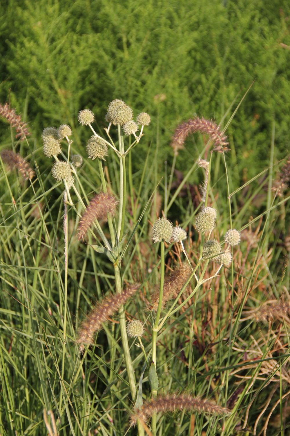Eryngium yuccifolium (Palmlilienblättriger Mannstreu)