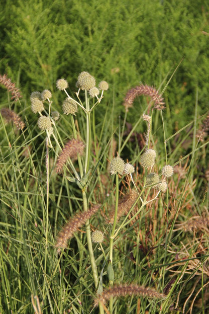 Eryngium yuccifolium (Palmlilienblättriger Mannstreu)