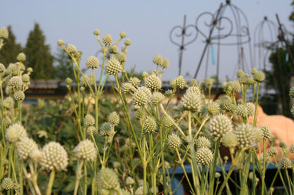 Eryngium yuccifolium (Palmlilienblättriger Mannstreu)