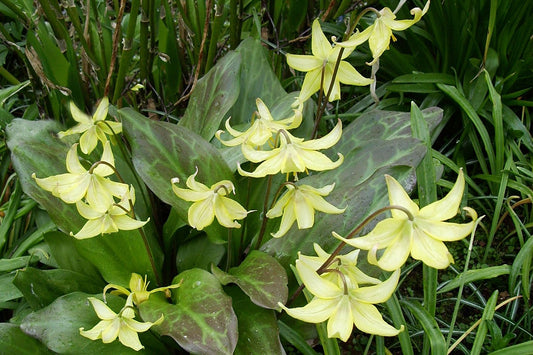 Erythronium 'Pagoda' Forellenlilie  I  Hundszahn 'Pagoda'