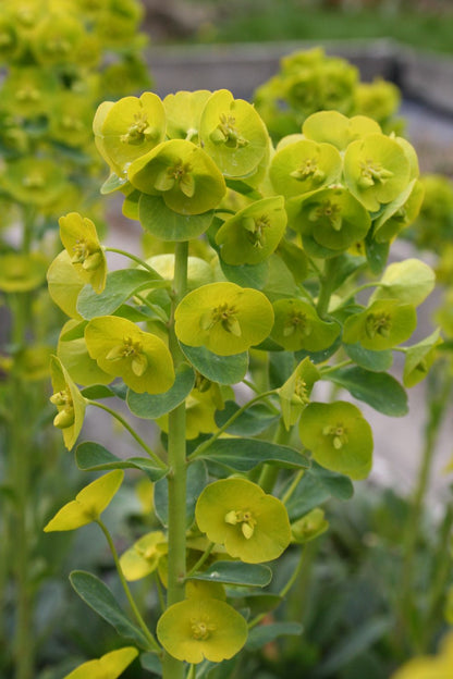 Euphorbia amygdaloides ssp. robbiae (Mandelblättrige Wolfsmilch)