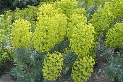 Euphorbia characias ssp. wulfenii (Mittelmeer-Wolfsmilch)
