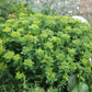 Euphorbia polychroma (Gold-Wolfsmilch)