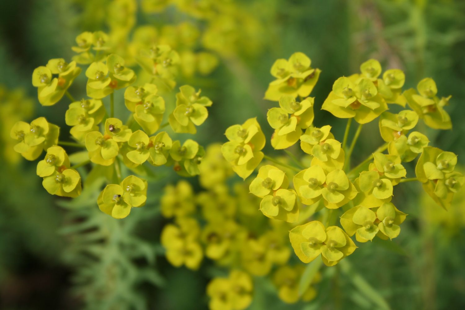 Euphorbia seguieriana ssp.niciciana Bläuliche Wolfsmilch