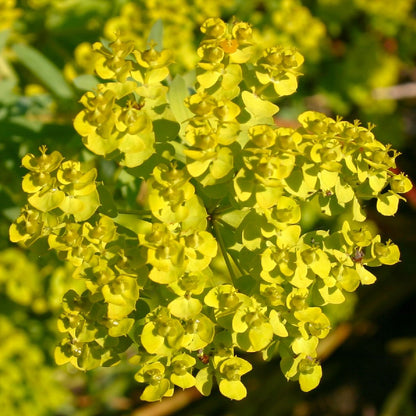 Euphorbia seguieriana ssp.niciciana (Bläuliche Wolfsmilch)