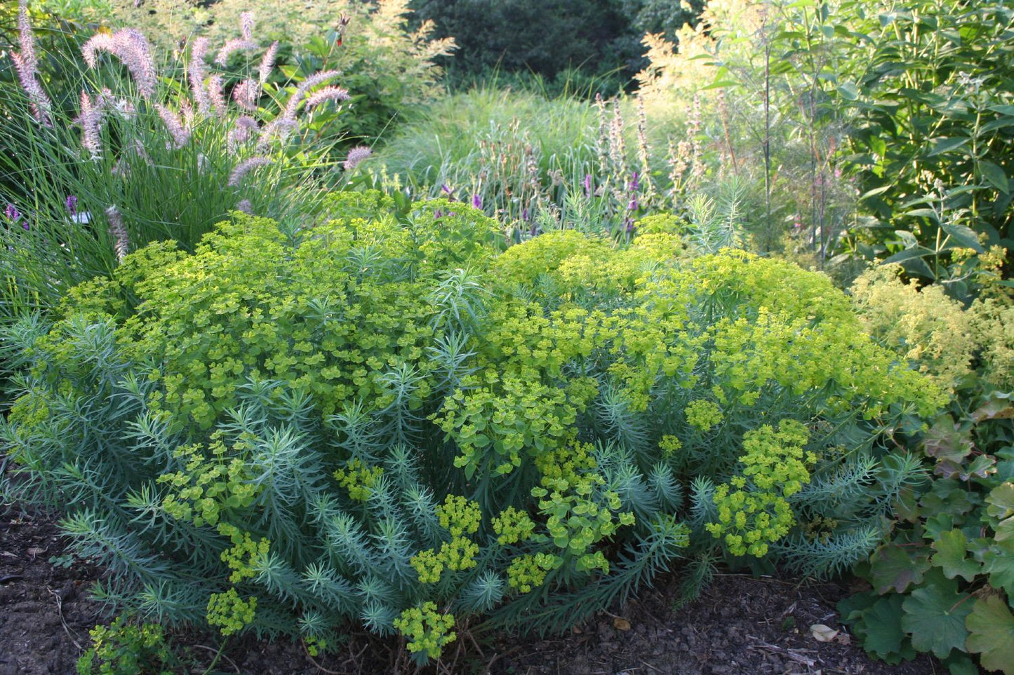 Euphorbia seguieriana ssp.niciciana (Bläuliche Wolfsmilch)