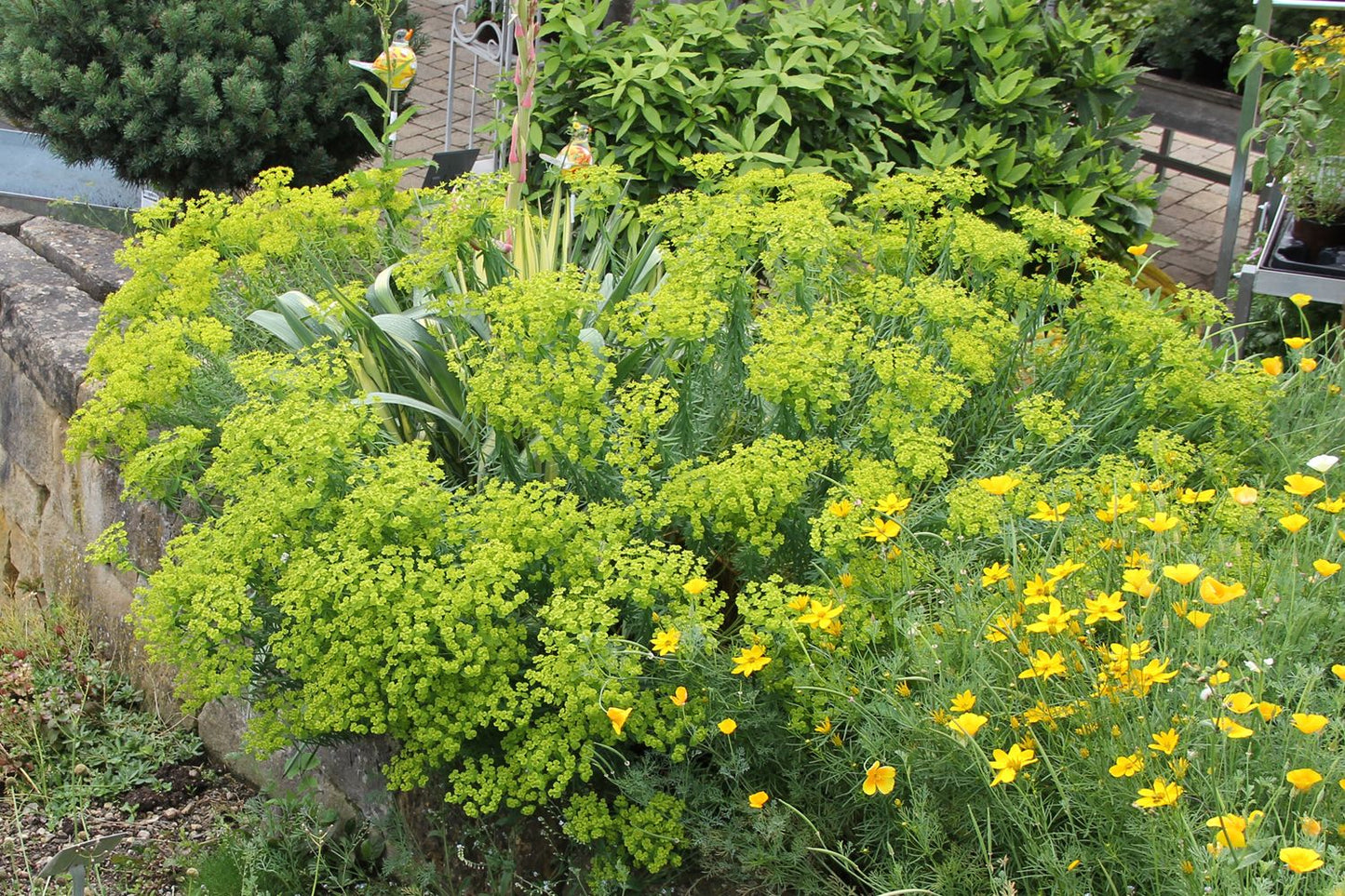 Euphorbia seguieriana ssp.niciciana (Bläuliche Wolfsmilch)