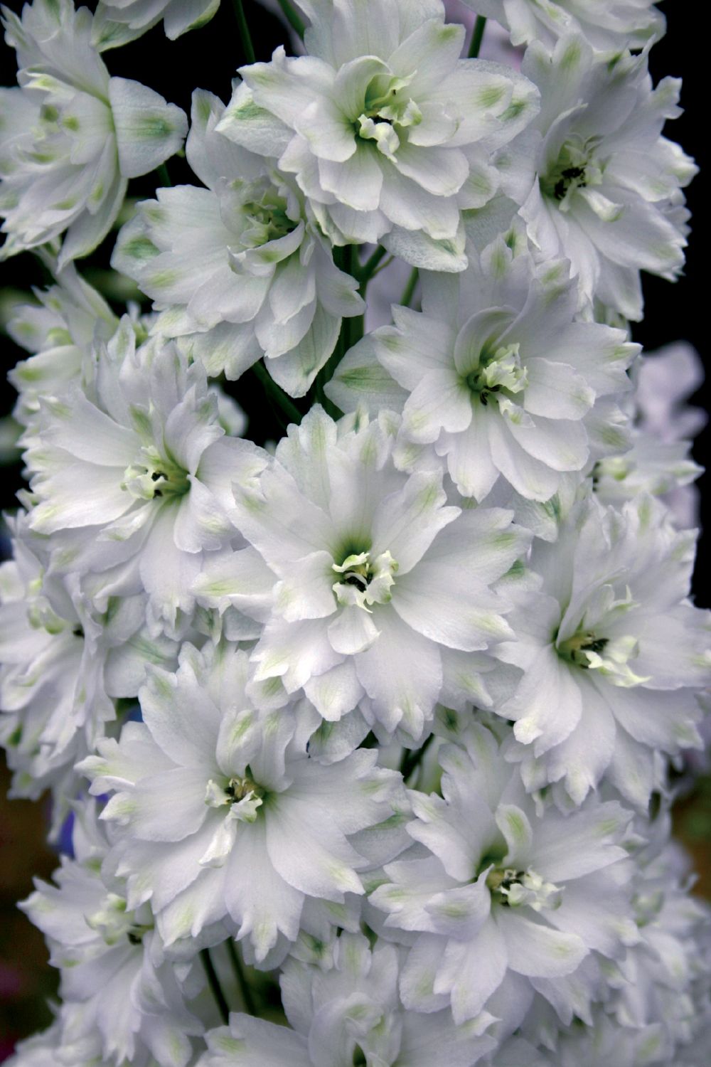 Delphinium New Millenium 'Double Innocence' (Rittersporn) - P 1