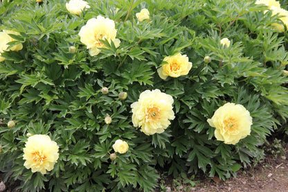Paeonia Itoh-Hybride 'Bartzella' (Intersektionelle Pfingstrose)