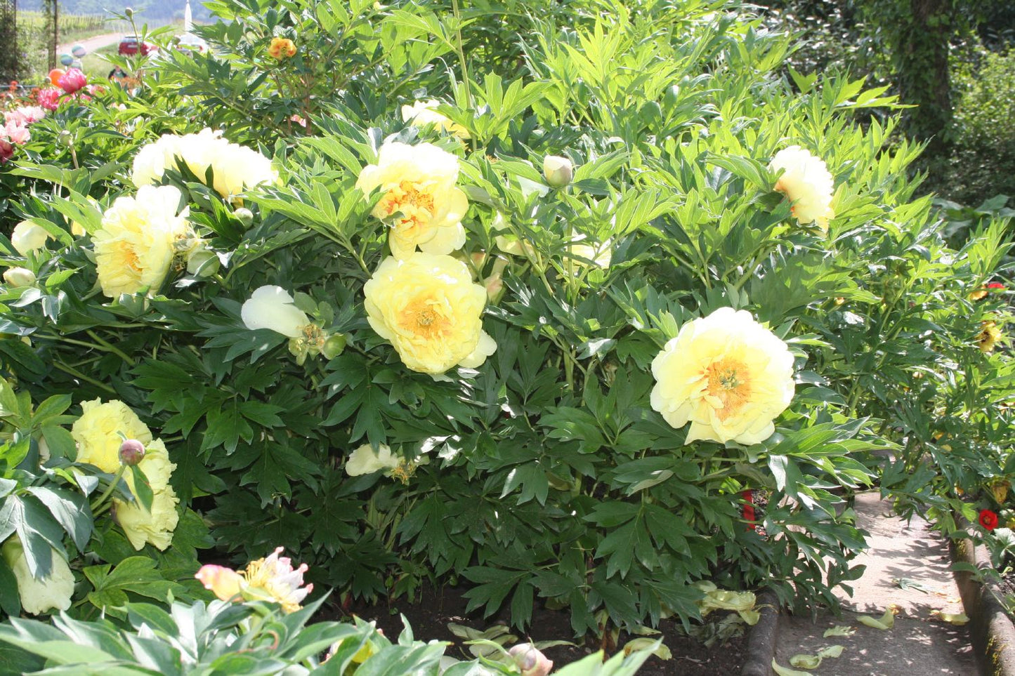 Paeonia Itoh-Hybride 'Bartzella' (Intersektionelle Pfingstrose)