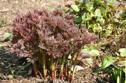 Paeonia Itoh-Hybride 'Bartzella' (Intersektionelle Pfingstrose)