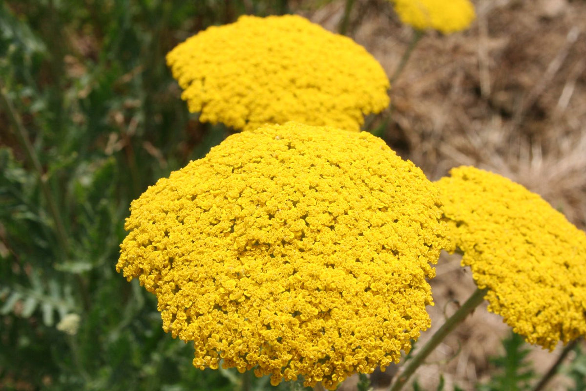 Achillea filipendulina 'Parker' (Schafgarbe) - P1