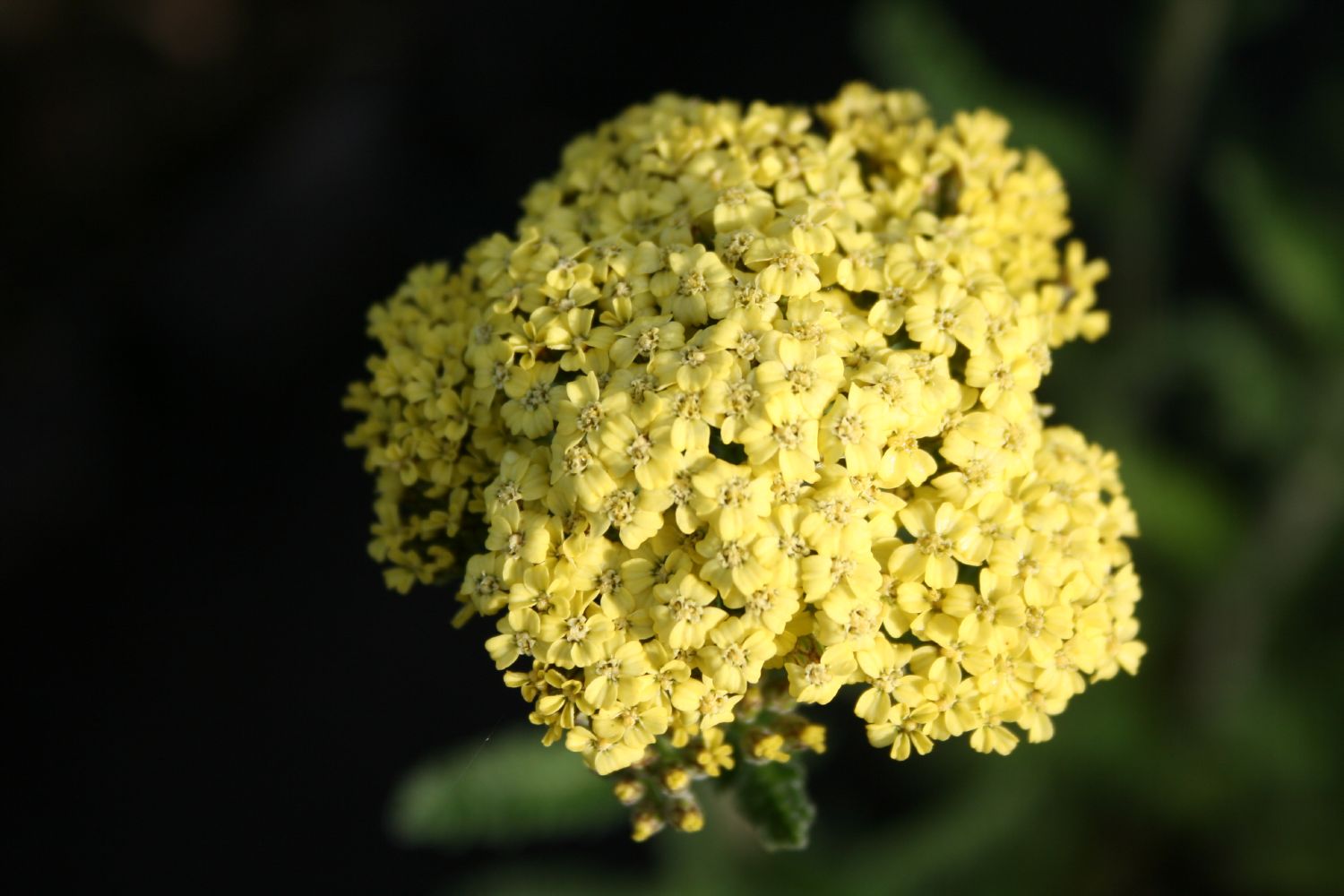 Achillea x filipendulina 'Hella Glashoff' Hohe Garten-Gold-Garbe
