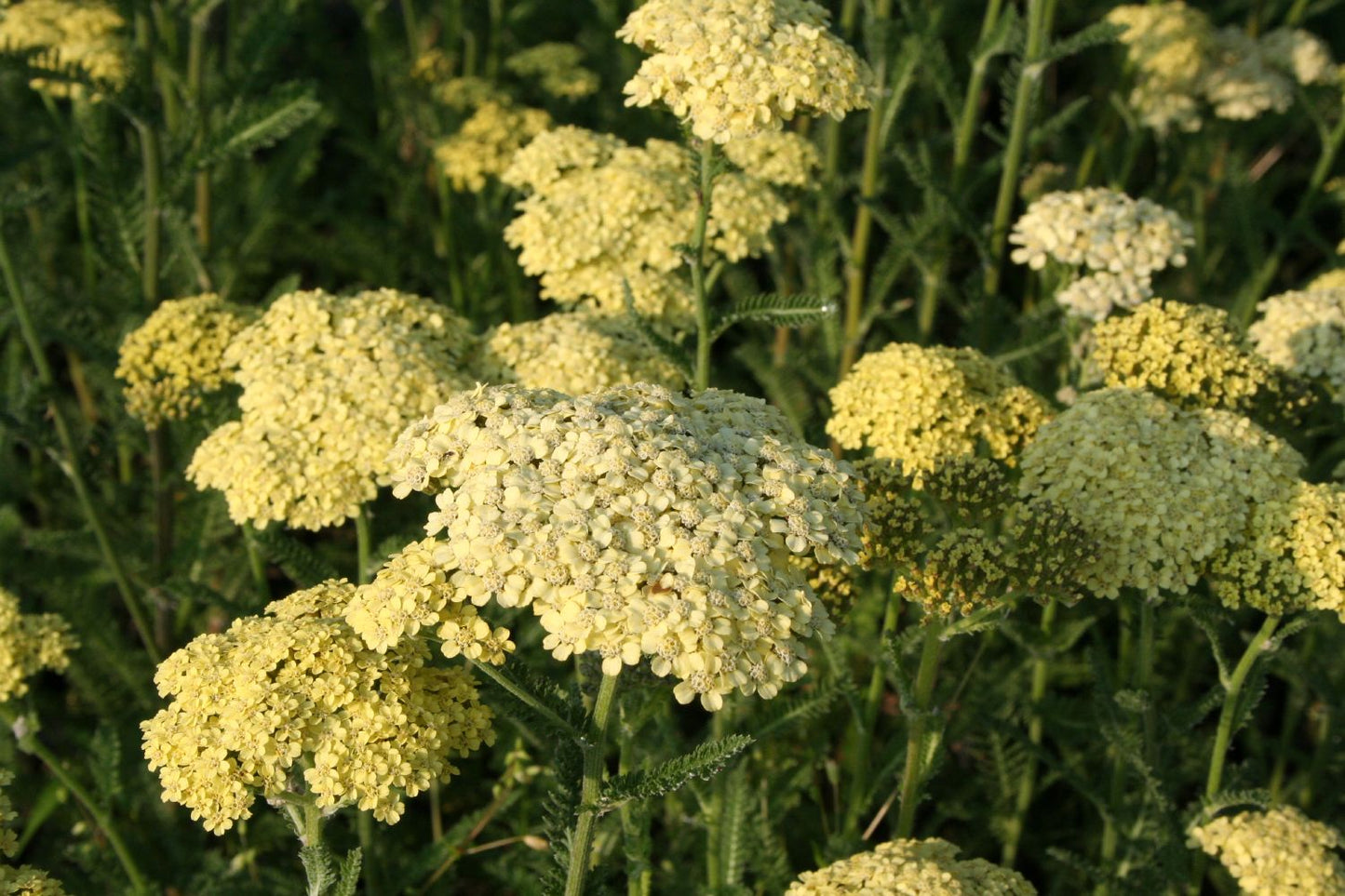 Achillea x filipendulina 'Hella Glashoff' (Hohe Garten-Gold-Garbe)