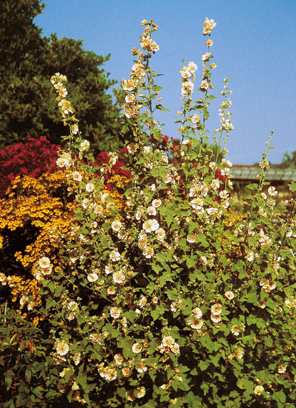 Alcalthaea suffrutescens 'Parkallee' (Stockrose)