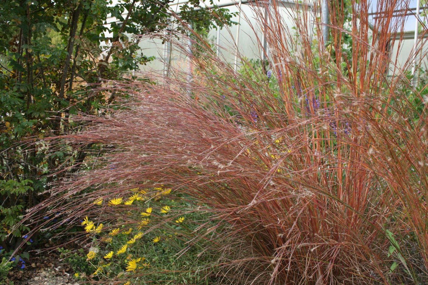 Schizachyrium scoparium 'Cairo' (Prärie-Bartgras)