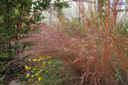 Schizachyrium scoparium 'Cairo' (Prärie-Bartgras)